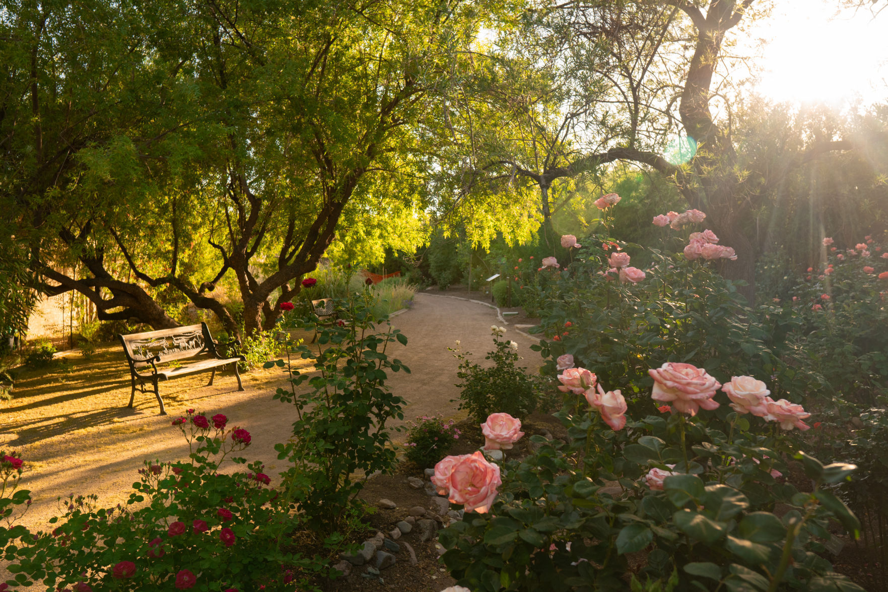 Wallace rose garden